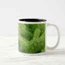 Recherche de fern tasses Plante