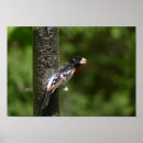 Search for rose breasted posters Nature