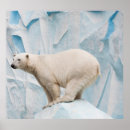 Recherche de ours polaire posters Environnement