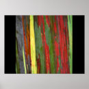 Search for eucalyptus tree posters Hawaii