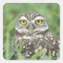 Recherche de athenes autocollants Oiseau