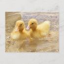 Search for fuzzy horizontal postcards Wildlife