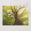 Recherche de tronc vœux cartes Paysage