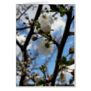 Search for blooming tree Leaf