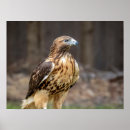 Search for red tailed hawk posters Wild