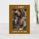 Search for bernedoodle cards Veterinarian