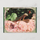 Search for bug pictures postcards Bugs