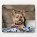 Search for yorkie dog mousepads Canine
