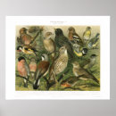 Search for science chart posters Antique
