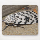 Recherche de mites tapis souris Insectes