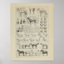 Search for horse anatomy posters Equine