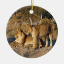Search for lioness ornaments Wildlife