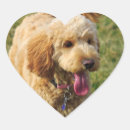 Search for goldendoodle stickers Poodle