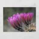 Search for desert flowers postcards Foliage