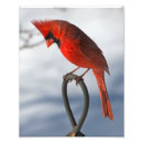 Search for cardinalis posters Nature