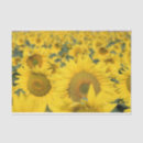 Recherche de soie photographie Fleurs