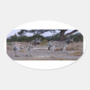 Search for zebra photo stickers Wildlife