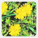 Recherche de pissenlit autocollants Nature