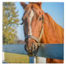 Recherche de course de cheval de pur sang Ferme