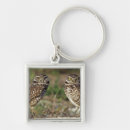 Search for burrowing owl keychains Nobody