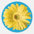 Search for gerbera daisy flower stickers Yellow