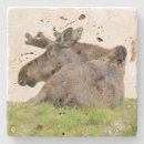 Search for travertine coasters Stone