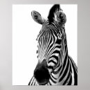 Search for and white zebra posters Animal
