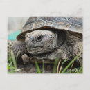 Recherche de gopher posters Floride