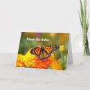 Search for monarch butterflies cards Insect