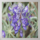 Search for annuals posters Floral photography