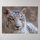 Search for white tiger posters Cat