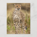 Search for acinonyx jubatus postcards Cheetah