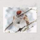 Recherche de épervier cartes postales Moineau