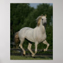 Search for andalucian Animal