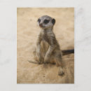 Recherche de suricate cartes postales Faune