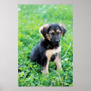 Recherche de chiot de berger allemand posters Herbe