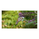 Recherche de monarque posters Photographie
