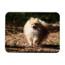 Search for spitz magnets Loulou