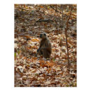 Recherche de singe posters Langur