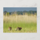 Recherche de panthera cartes postales Botswana