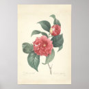 Recherche de camellia posters Rouge