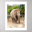 Search for indian elephant posters Asian