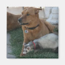 Search for friend dog magnets Cute