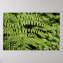 Search for fern posters Oregon