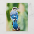 Search for blue jay bird postcards Beautiful