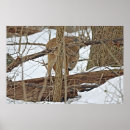 Search for whitetail deer posters Doe