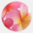 Recherche de amour australie Rose