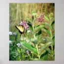 Search for milkweed butterfly posters Insect
