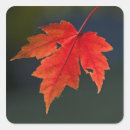 Search for acer stickers Tree