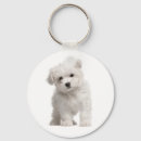 Search for maltese keychains Puppies